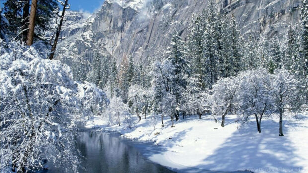 Snow covered trees along the river in the winter forest landscape