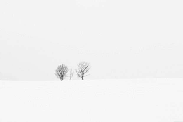 Bare winter trees stand quietly in the snowy field