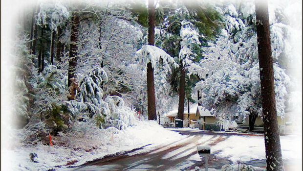 A snowy winter scene with trees covered in frost and a quiet rural road covered in ice