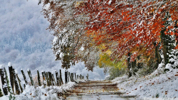 Autumn leaves covered with snow along a peaceful winter countryside path