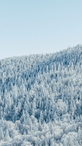 Snow covered winter forest landscape under a clear blue sky with frosted pine trees
