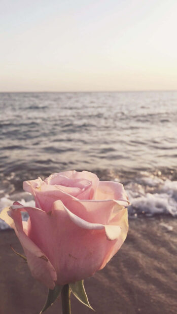 A soft pink rose at the beach with ocean waves under a summer sky