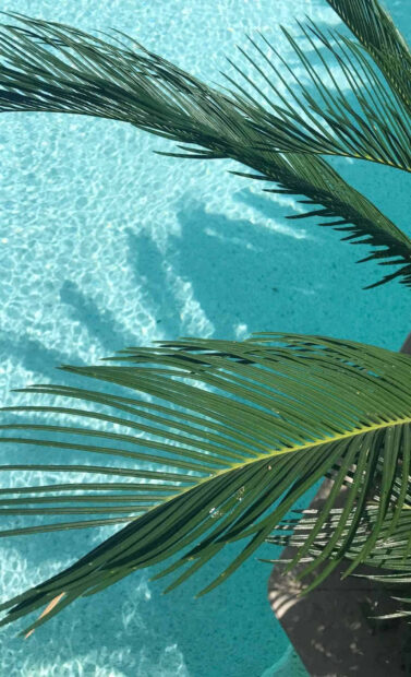 Green palm leaves over clear blue water reflecting summer sunlight
