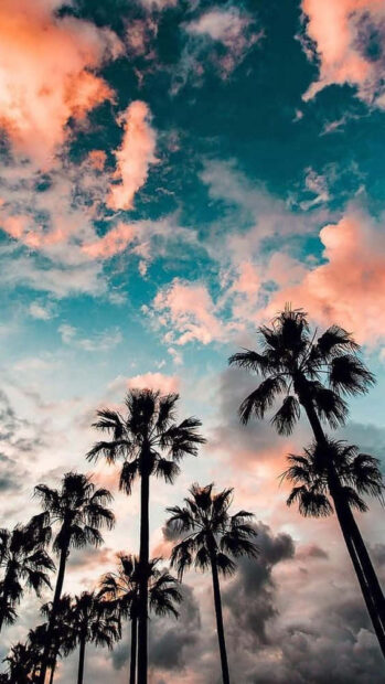 Tall palm trees under colorful summer sky with clouds at sunset