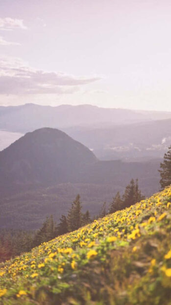 A field of yellow flowers on a hillside with mountains in the background during summer sunlight