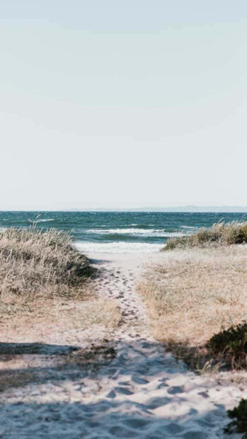 A sandy path through summer grasses leading to the ocean shore with calm waves and clear sky