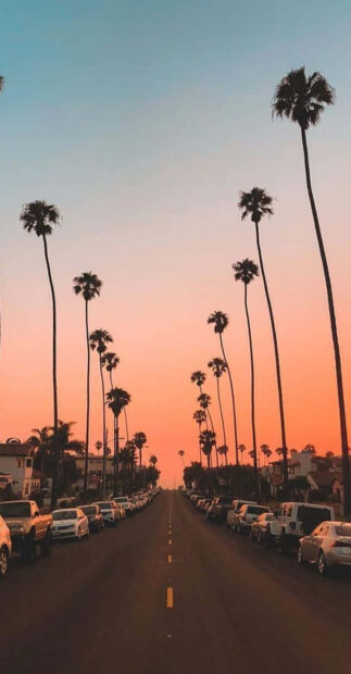 A street lined with palm trees during sunset showing a beautiful summer aesthetic with clear skies