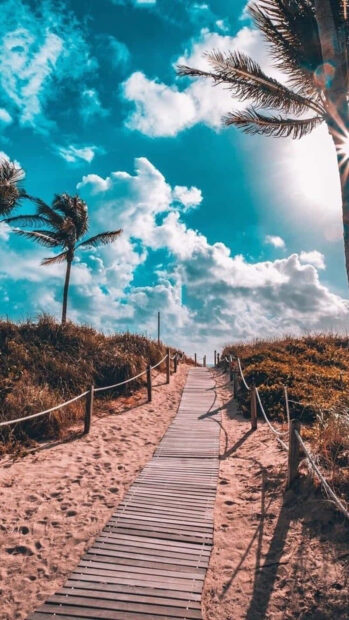 A wooden pathway leads through summer dunes under clear blue sky