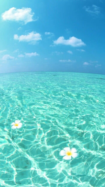Clear turquoise water with floating flowers under a blue sky with clouds