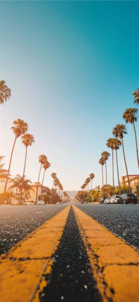 Palm trees line the sunny street with a clear sky summer vibe