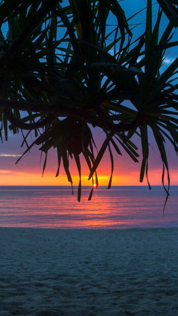 Tropical sunset over ocean with sandy beach and palm leaves silhouette at dusk
