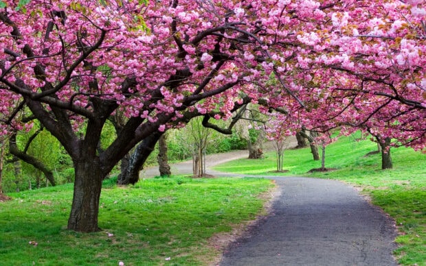 Cherry blossom trees line a winding path in a beautiful spring setting