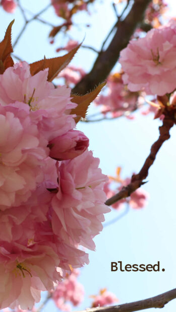 Pink cherry blossoms blooming on tree branches in spring against a sky background