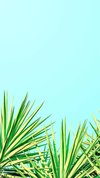 Green tropical leaves under clear blue sky in summer