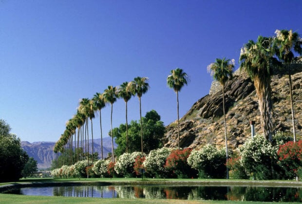 A row of palm trees and colorful bushes lining a golf course near rocky hills in Palm Springs