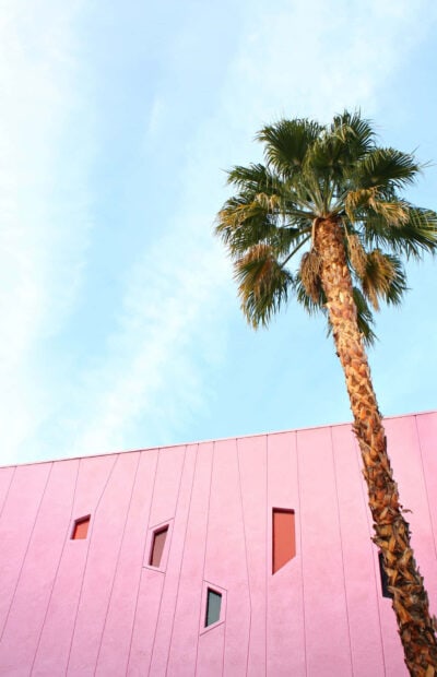 Tall palm tree with green leaves beside a pink geometric building in Palm Springs