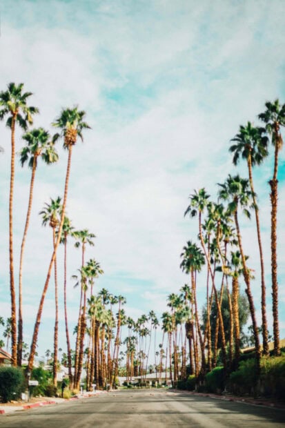 A clear view of palm trees lining a sunny street in Palm Springs with a bright sky
