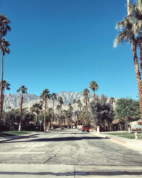 A clear blue sky over a Palm Springs street lined with tall palm trees and mountains in the background