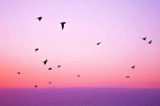 Birds flying in pastel summer sky at sunset