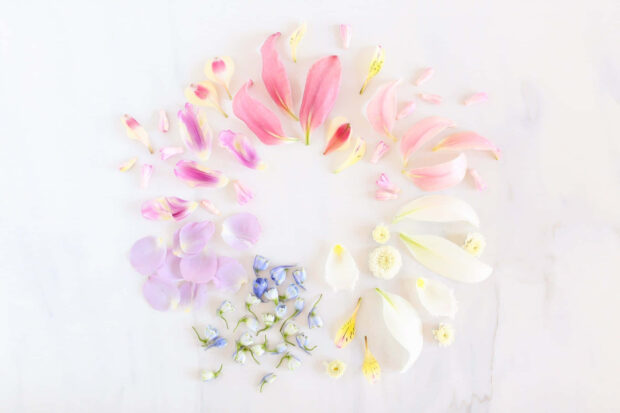 Delicate pastel petal arrangement showcasing soft floral elements in a circular pattern