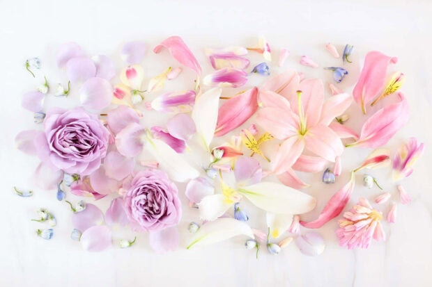 Soft pastel summer flowers with delicate petals scattered on white surface