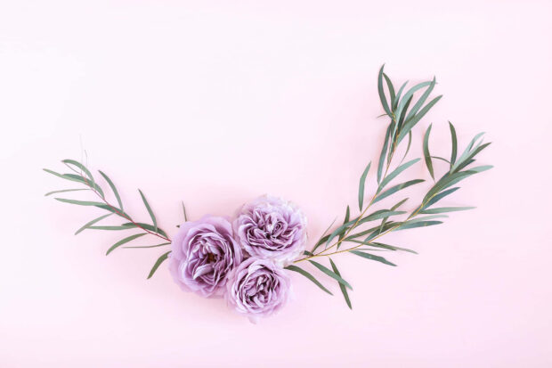 Three pastel purple roses with green leaves on a soft pink surface creating a calm summer scene
