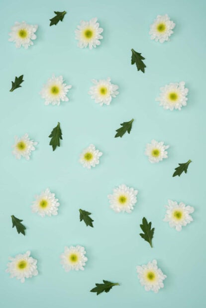White chrysanthemum flowers and green leaves on a pastel summer surface