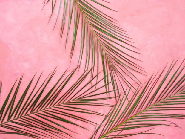 Green palm leaves on a pink summer surface with vibrant tropical colors