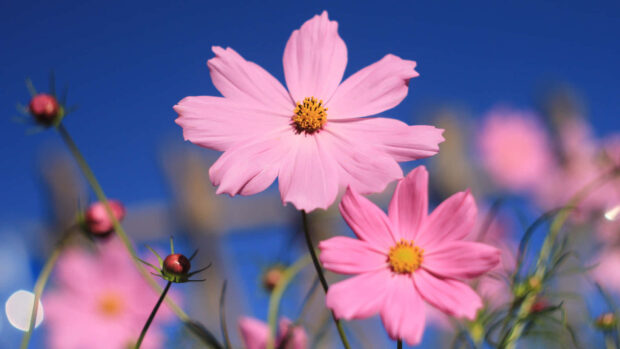 Pink cosmos flowers bloom brightly under a clear blue summer sky