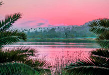 Pink summer sky over lake with palm trees and lush greenery in high definition