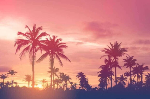Pink summer sky with palm trees during sunset over the tropical landscape