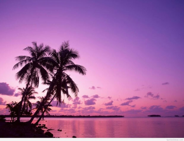 Pink summer sky with palm trees over calm water at sunset