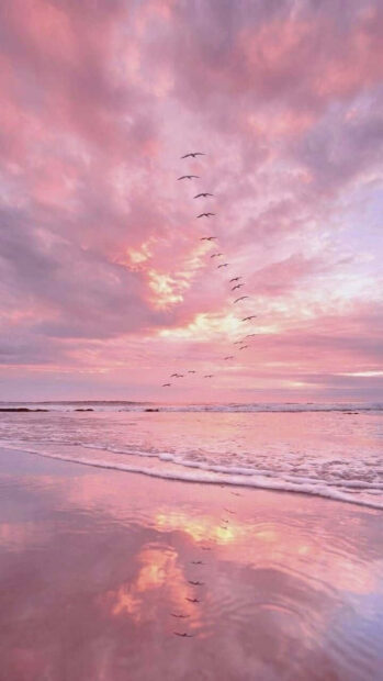 Pink summer sky with birds flying over a calm ocean at sunset