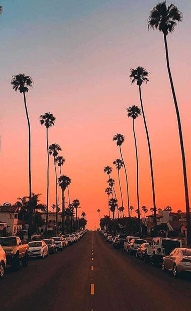 Tall palm trees line a summer street under a pink summer sky