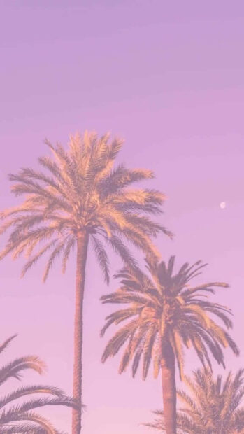 Tall palm trees under a pink summer sky with soft sunlight illuminating the leaves