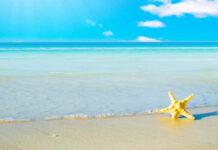 A starfish on the sandy shore of a clear blue summer sea