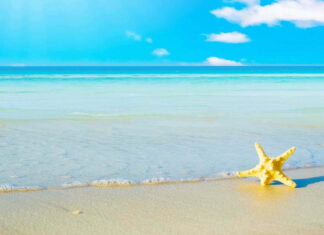 A starfish on the sandy shore of a clear blue summer sea