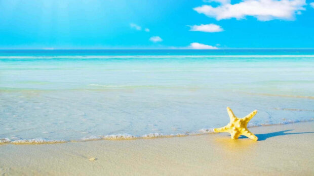 A starfish on the sandy shore of a clear blue summer sea