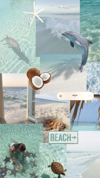 A serene beach scene with marine life starfish and turtle in clear water and a girl exploring starfish