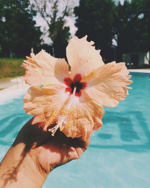 A close up of hibiscus flower held by hand with summer vibes