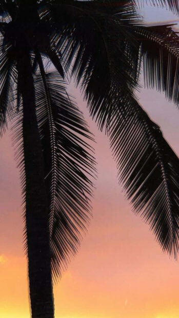 Silhouette of palm leaves at sunset with a colorful summer sky