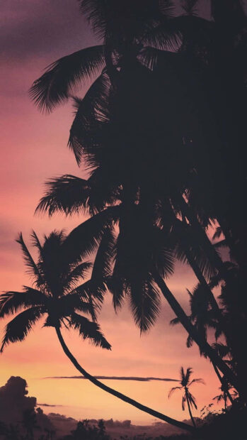 Silhouettes of palm trees during a summer sunset sky