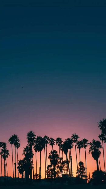 Tall palm trees at sunset with a colorful sky and preppy summer vibes