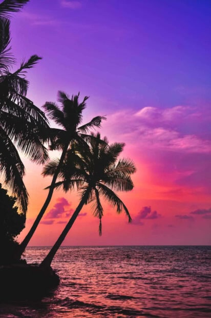 Tropical sunset with palm trees over ocean during summer twilight