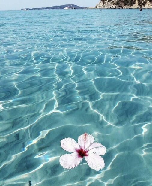 White hibiscus flower floating on clear water summer scene