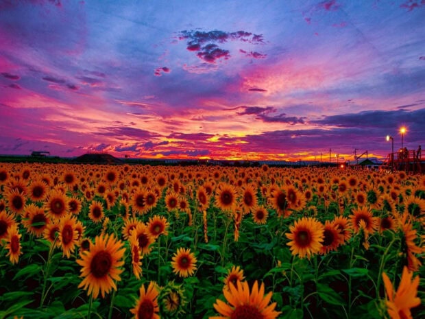A vibrant sunflower field under a colorful spring sunset sky with blooming flowers