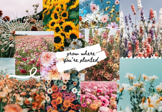 A field of colorful flowers blooming in a spring garden