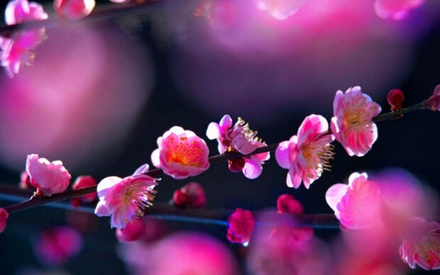 Close up of cherry blossom flowers in springtime aesthetic