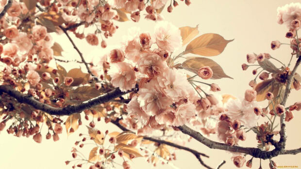 Delicate spring blossoms blooming on tree branches with soft pastel leaves