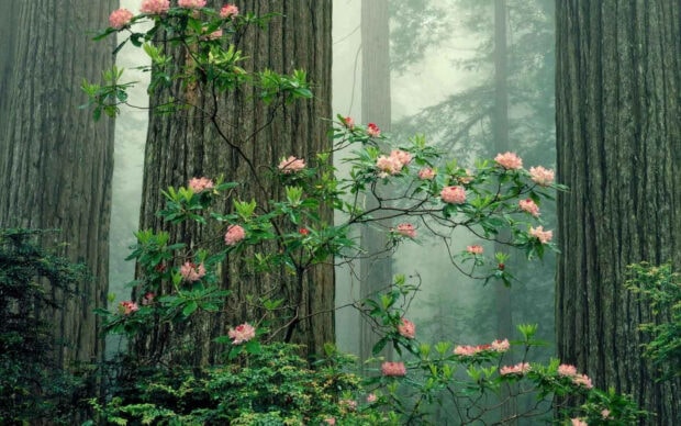 Pink flowers blooming on tree branches in a misty forest environment